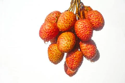 Lychee. A tall evergreen tree, the lychee bears small fleshy fruits. Stock Photos