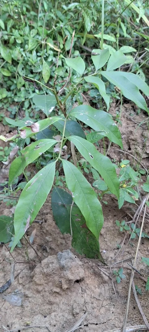 Lychee tree diseases leaves Stock Footage 291699310