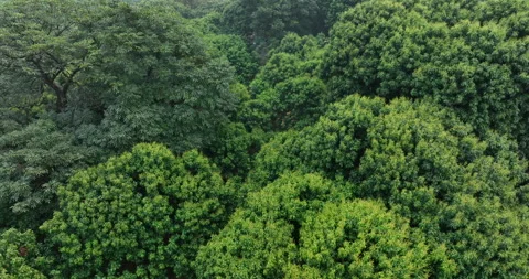 Lychee tree with flowers in spring Stock Footage 303941686