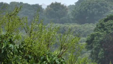 Lychee tree with flowers in spring Stock Footage 303941873