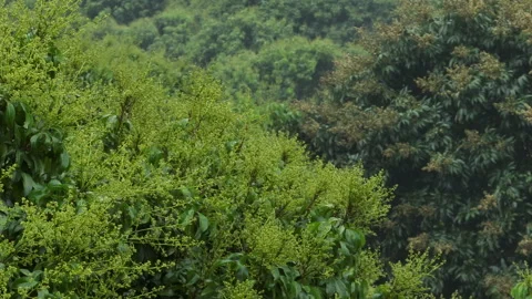 Lychee tree with flowers in spring 库存影片 303941913