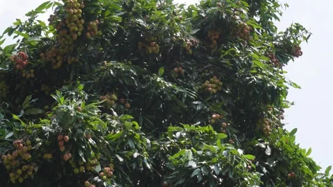 Lychee Tree Stock Footage 335212736
