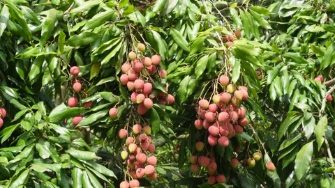Lychee Tree Stock Footage 335214862