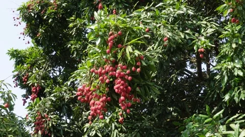 Lychee Tree Stock Footage 335218511