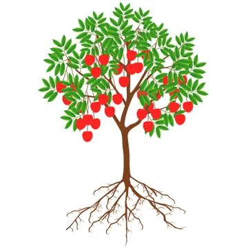 Lychee tree with fruit and roots on a white background Stock Illustration