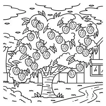 Lychee Tree Fruit Plant Coloring Page for Kids Stock Illustration