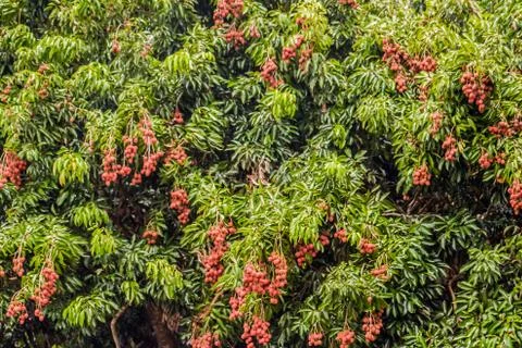 Lychee tree Stock Photos
