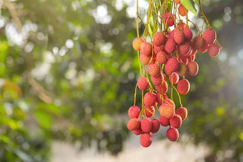 Lychee on tree Stock Photos