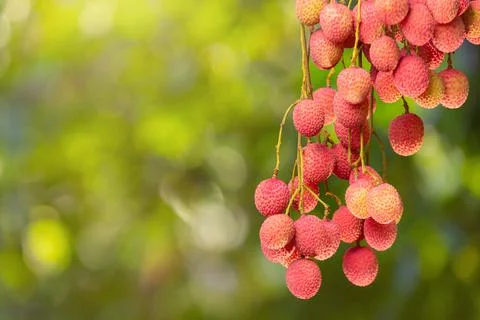 Lychee on tree Stock Photos