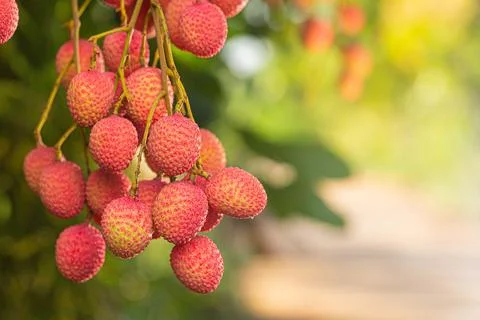 Lychee on tree Stock Photos