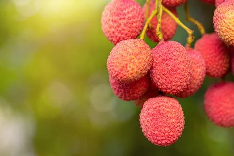 Lychee on tree Stock Photos
