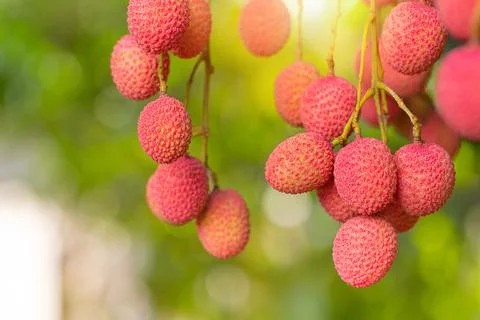 Lychee on tree Stock Photos