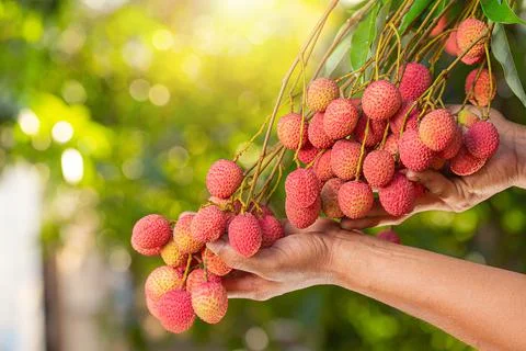 Lychee on tree Stock Photos