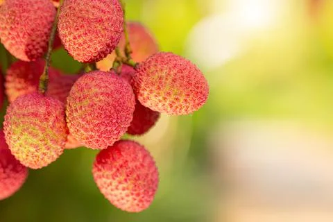 Lychee on tree Stock Photos