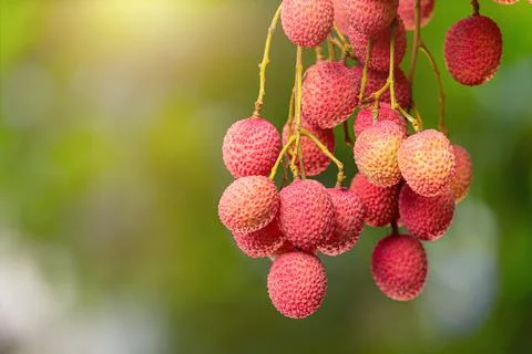 Lychee on tree Stock Photos