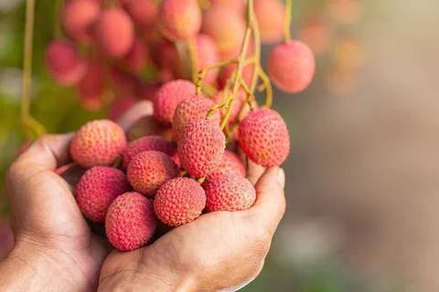 Lychee on tree Stock Photos