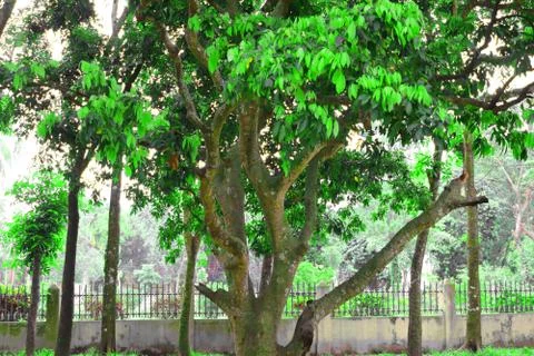 Lychee trees are growing full of green leaves.Close-up Lychee on tree Stock Photos