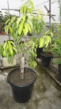 Lychee trees Stock Photos