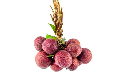 Lychee tropical fruit Stock Photos