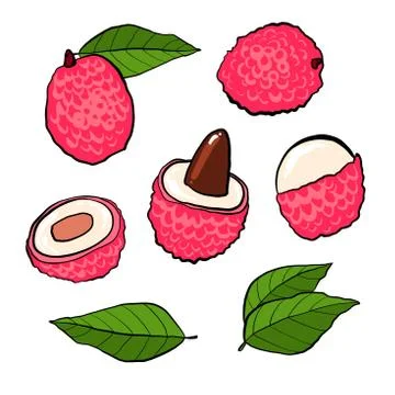 Lychees hand drawn set isolated on white background. Lychee fresh fruits on the Stock Illustration