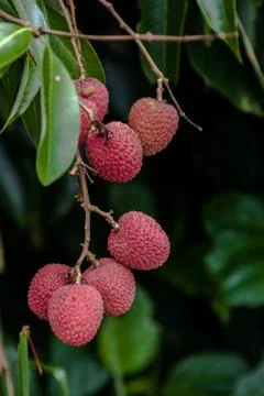Lychees on tree Stock Photos