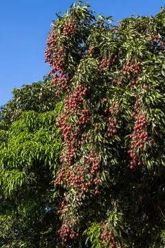 Lychees on tree Stock Photos