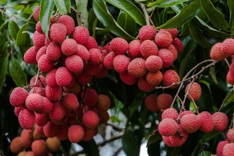 Lychees on tree Stock Photos