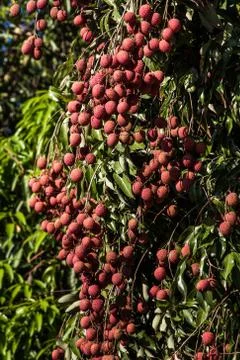 Lychees on tree Stock Photos