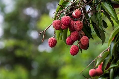 Lychees on tree Stock Photos