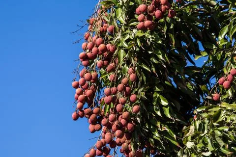 Lychees on tree Stock Photos