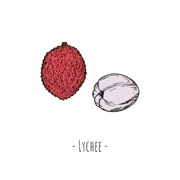 Lychees. Vector cartoon illustration. Isolated objects on white. Stock Illustration