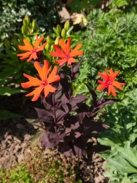 Lychnis arkwrightii vesuvius Stock Photos