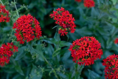 Lychnis Chalcedonica in the garden Stock Photos