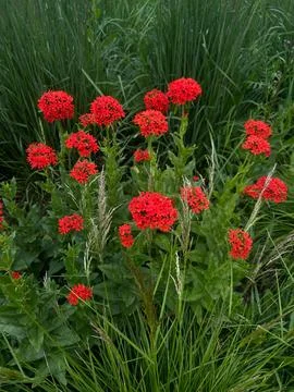 Lychnis chalcedonica or Silene chalcedonica. Abundant red flowers are flouris Stock Photos