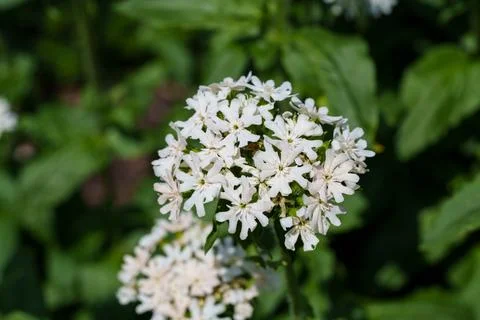 Lychnis chalcedonica 库存照片