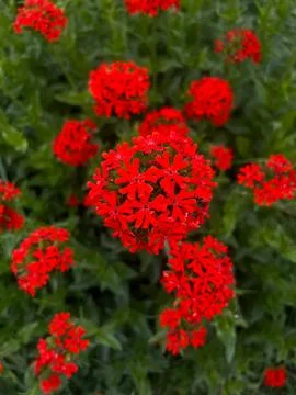 Lychnis chalcedonica, Silene chalcedonica. Bright red blossoms are surrounded Stockfoto's