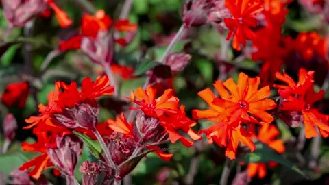 Lychnis Stock Footage 313282517
