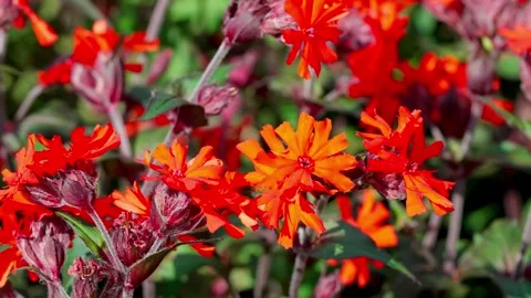 Lychnis Video stock 313282527