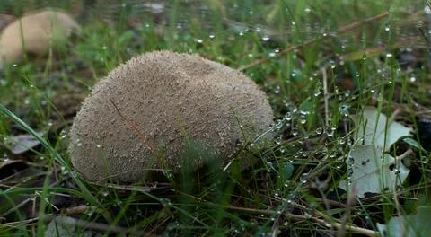 Lyciperdorum mushroom Stock Photos