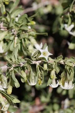 LYCIUM COOPERI BLOOM Stock Photos