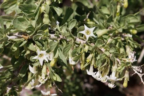 LYCIUM COOPERI BLOOM Stock Photos
