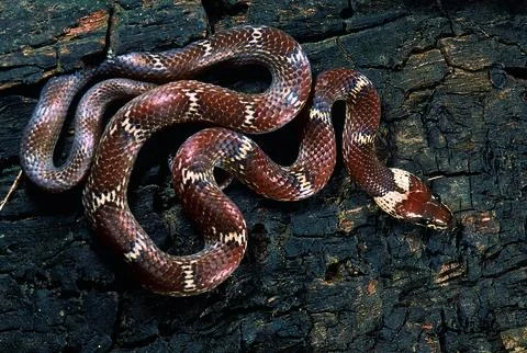 Lycodon Aulicus. Common Wolf snake. Non venomous. Maharashtra, India. Stock Photos