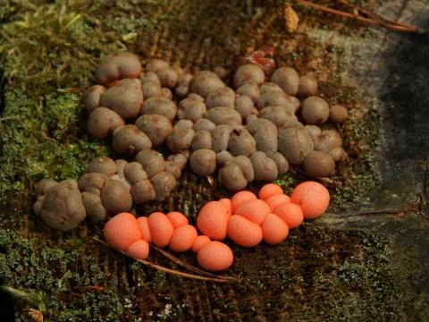 Lycogala Stock Photos