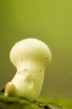 Lycoperdon Stock Photos