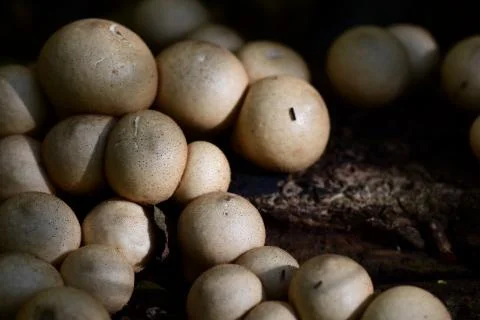 Lycoperdon pyriforme Stock Photos