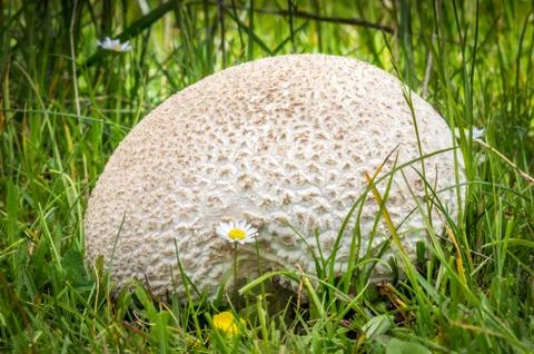 Lycoperdon utriforme Stock Photos