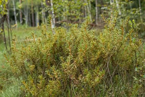 Lycopodium annotinum inside of a forest Stock Photos