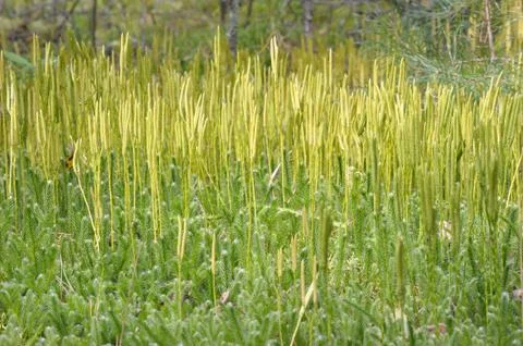 Lycopodium clavatum Stock Photos