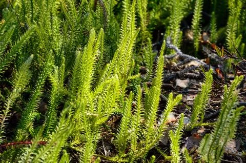 Lycopodium in sping.  Stock Photos