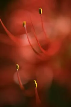 Lycoris radiata, red spider, red magic, resurrection or hurricane lily, corps Stock Photos